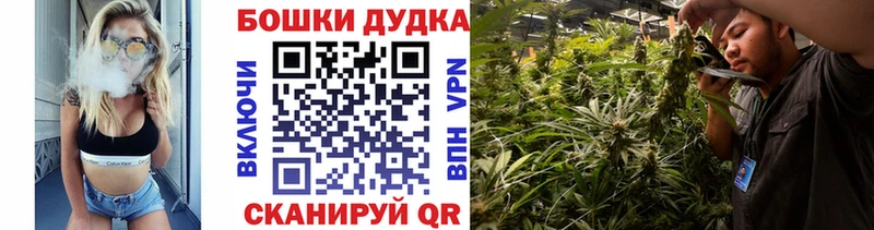 Канабис планчик  Ахтырский 